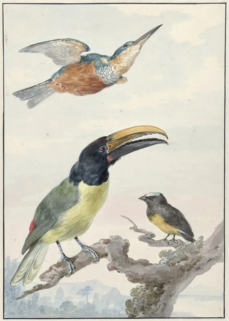 Drie Vogels Een Ijsvogel Een Prins Von Wieds Toekan En Een Organist Wall Art by Aert Schouman - High-Resolution Digital Print