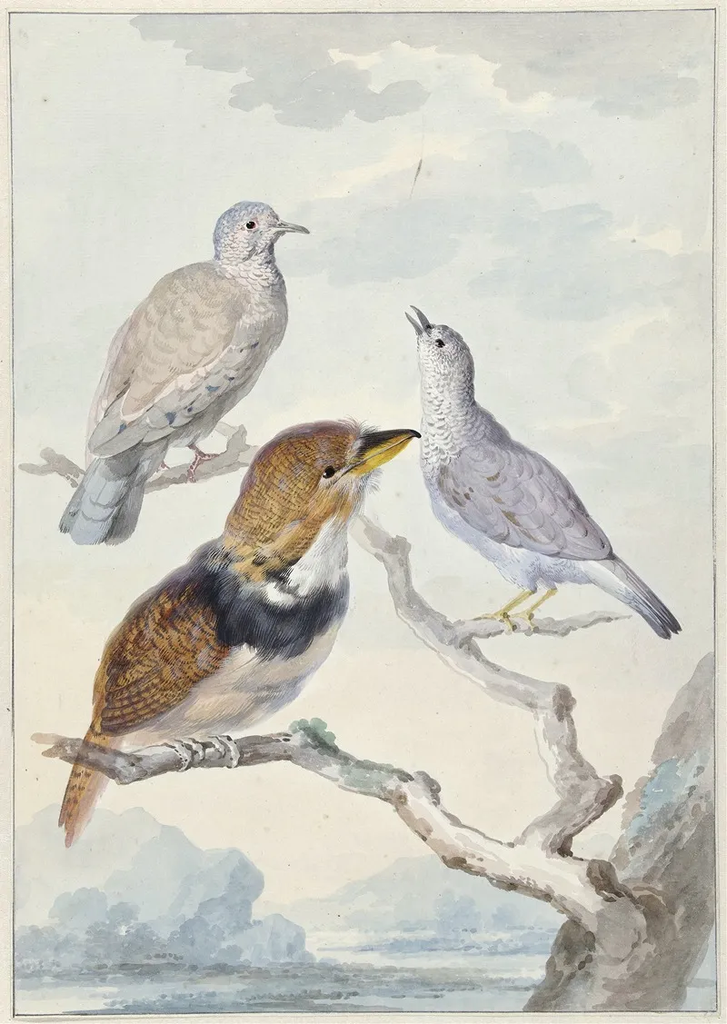 Drie Vogels Twee Incaduiven En Een Gekraagde Baardkoekoek Wall Art by Aert Schouman - High-Resolution Digital Print
