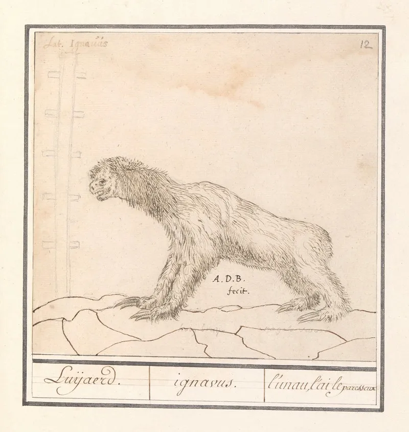 Drievingerige Luiaard Bradypus Luijaerd Ignavus Lunau Lai Le Paresseux Wall Art by Anselmus Boëtius de Boodt - High-Resolution Digital Print