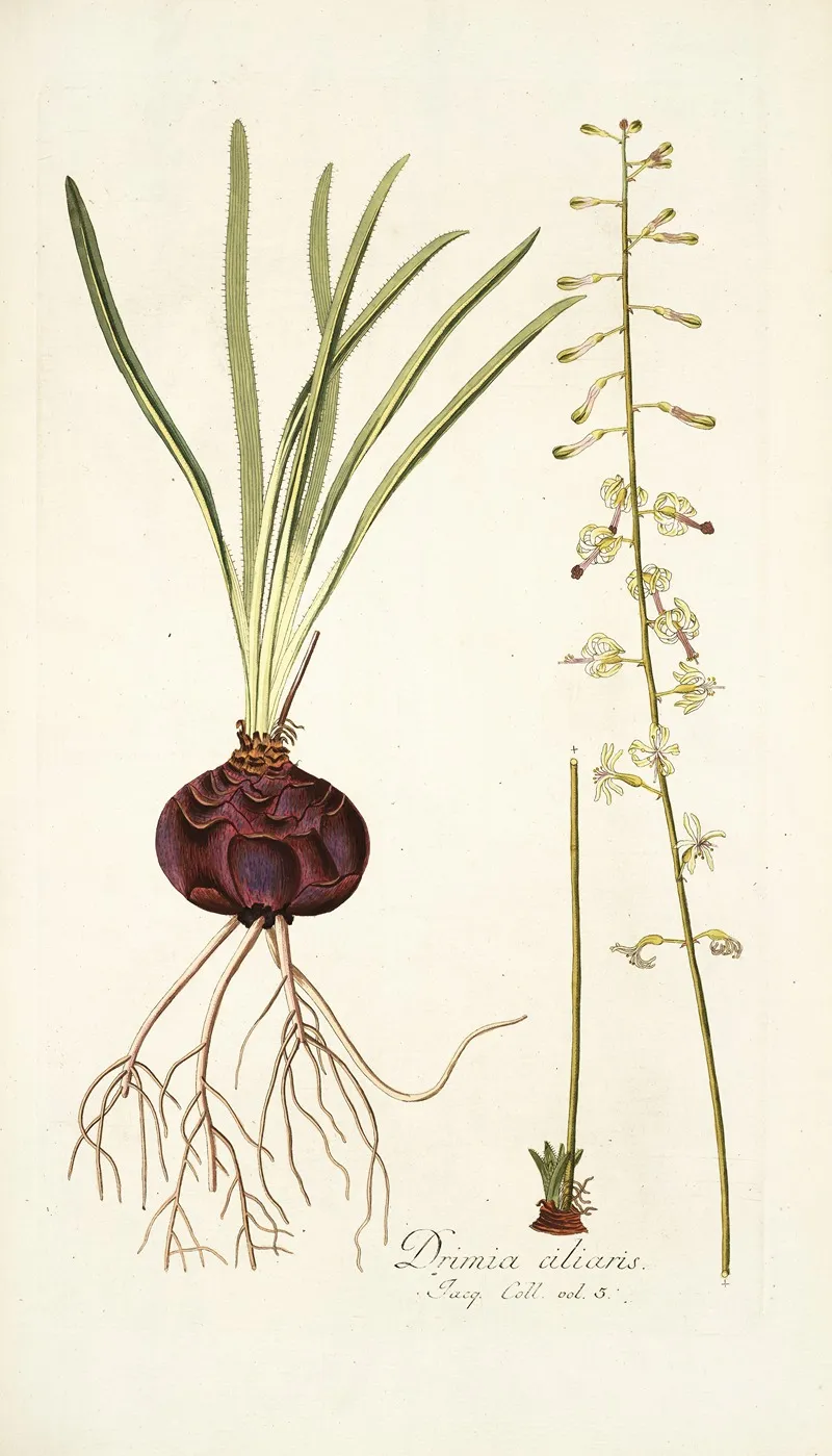 Drimia Ciliaris Wall Art by Nikolaus Joseph Freiherr von Jacquin - High-Resolution Digital Print