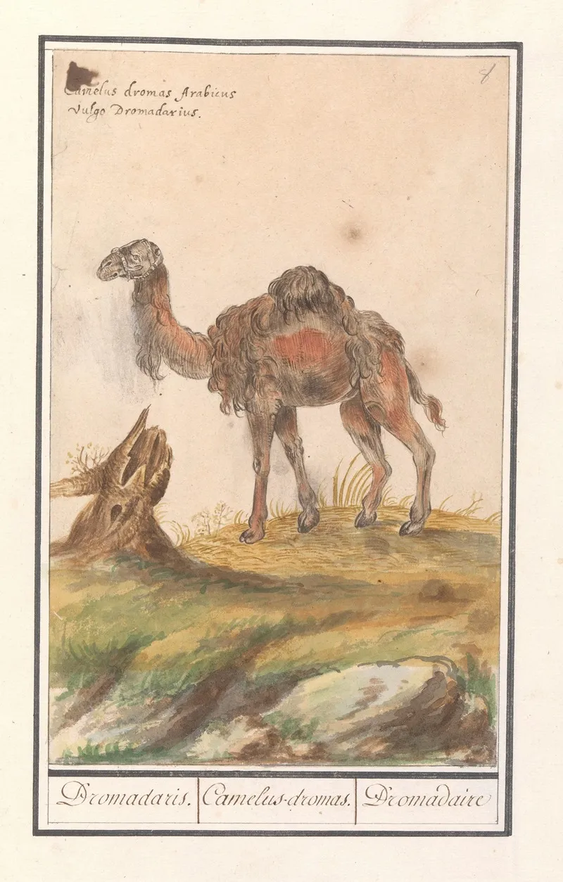 Dromedaris Camelus Dromedarius Dromadaris Camelus Dromas Dromedaire Wall Art by Anselmus Boëtius de Boodt - High-Resolution Digital Print