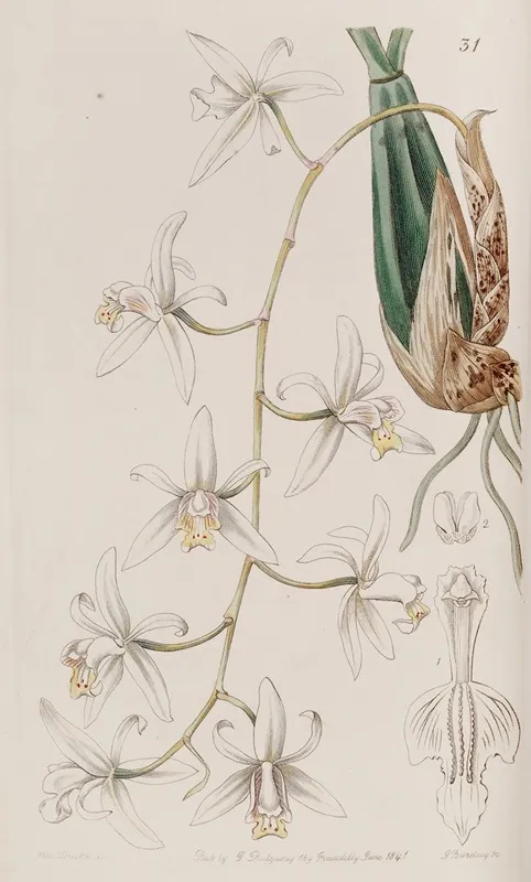 Drooping Caelogyne Wall Art by Sydenham Edwards - High-Resolution Digital Print