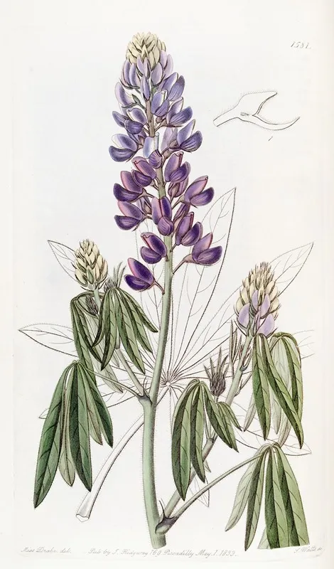 Drooping Leaved Lupine Wall Art by Sydenham Edwards - High-Resolution Digital Print