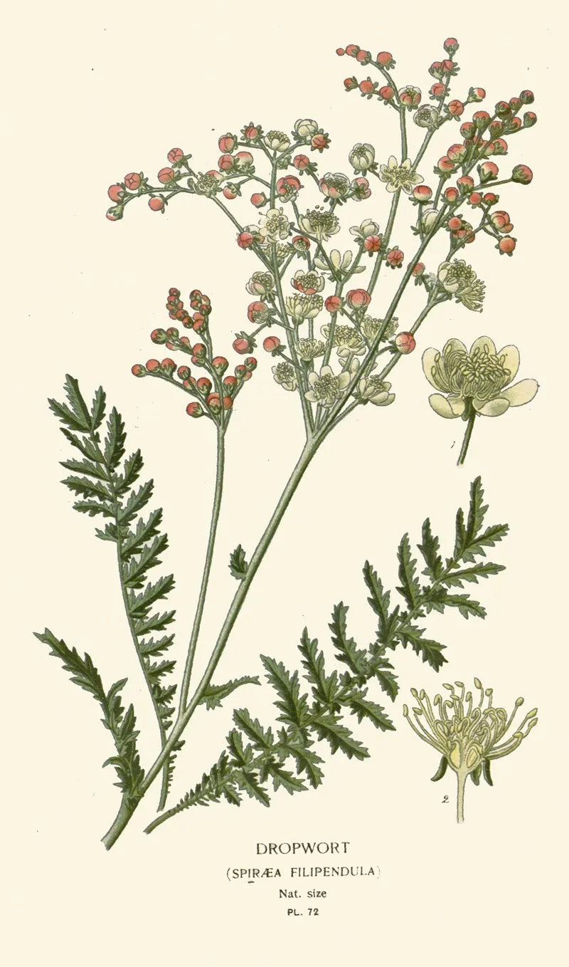 Dropwort 2 Wall Art by Edward Step - High-Resolution Digital Print