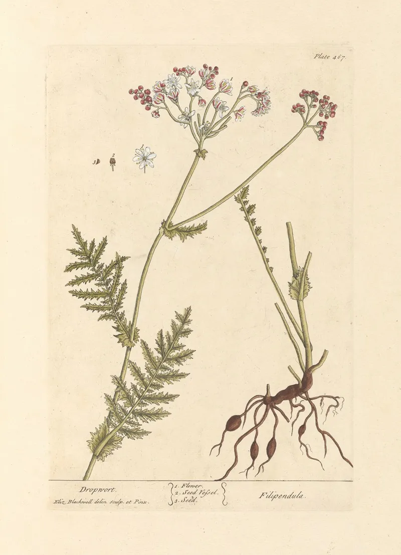 Dropwort Wall Art by Elizabeth Blackwell - High-Resolution Digital Print
