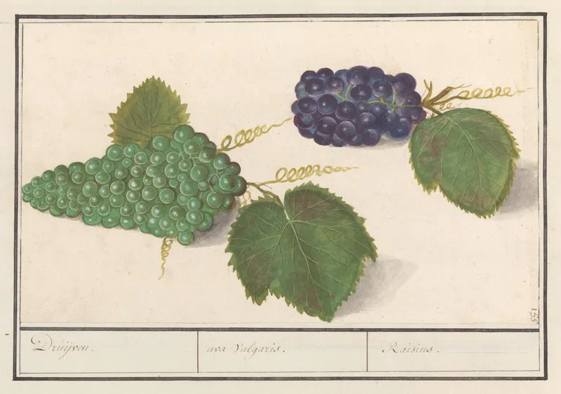 Druif Vitis Vinifera Druijven Uva Vulgaris Raisins Wall Art by Anselmus Boëtius de Boodt - High-Resolution Digital Print