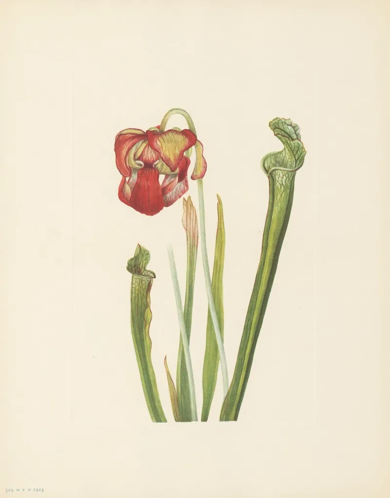 Drummond Pitcherplant Sarracenia Drummondii 3