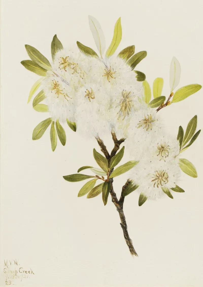 Drummond Willow Salix Drummondiana 2