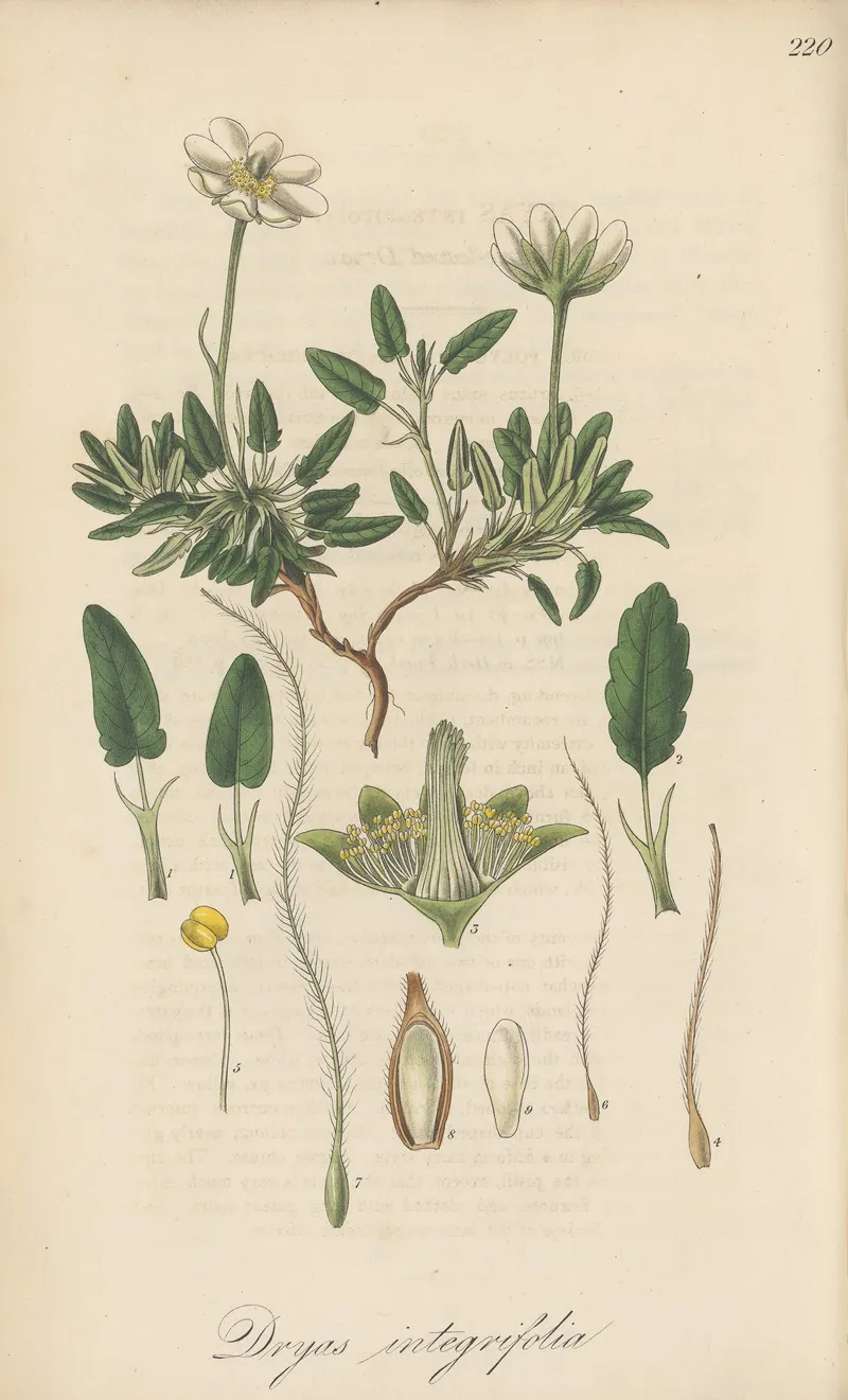 Dryas Integrifolia Wall Art by William Jackson Hooker - High-Resolution Digital Print