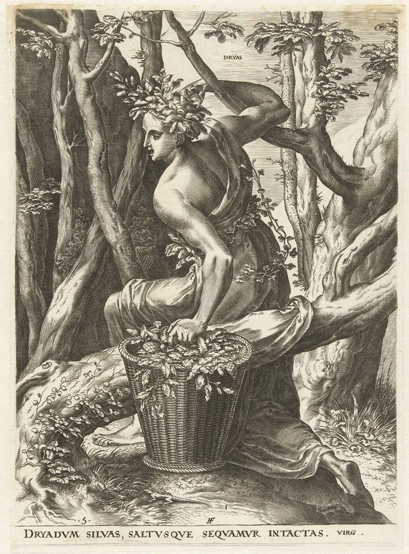 Dryas