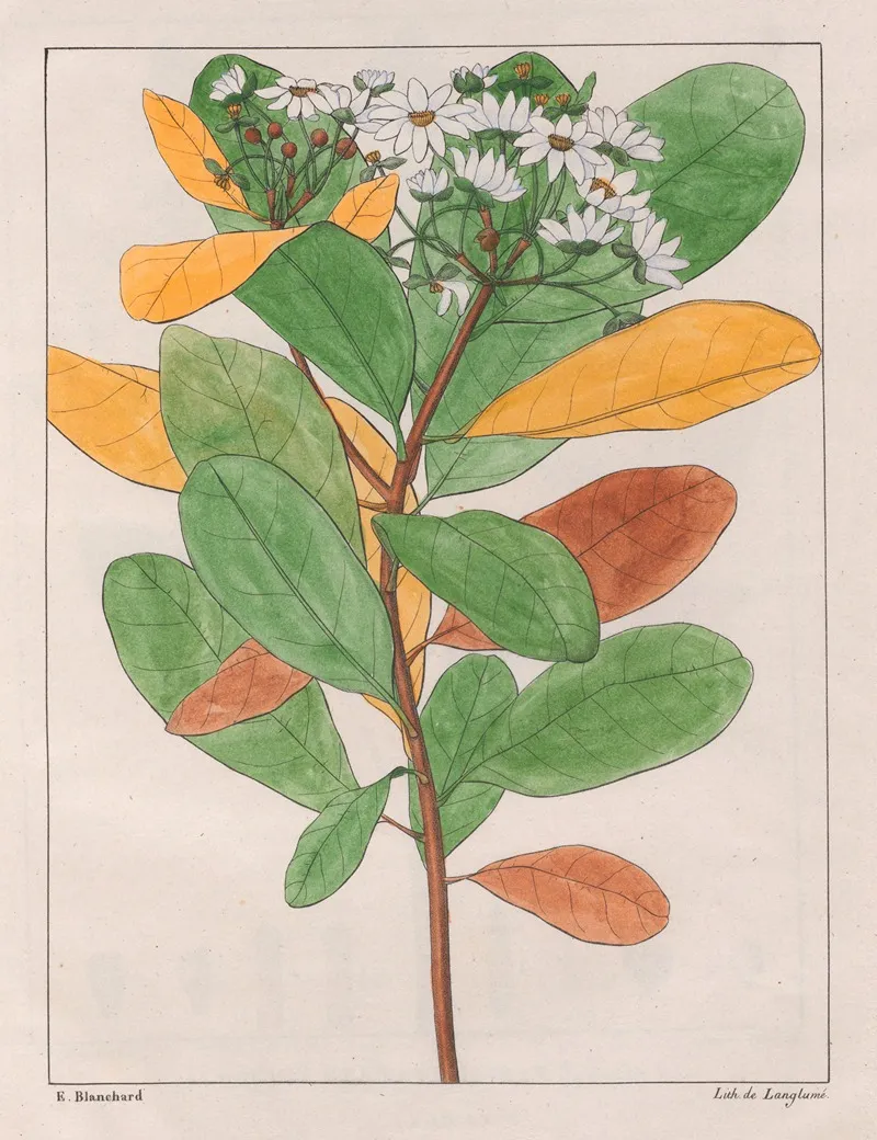 Drymys Granatensis V Campestris Wall Art by Auguste de Saint-Hilaire - High-Resolution Digital Print