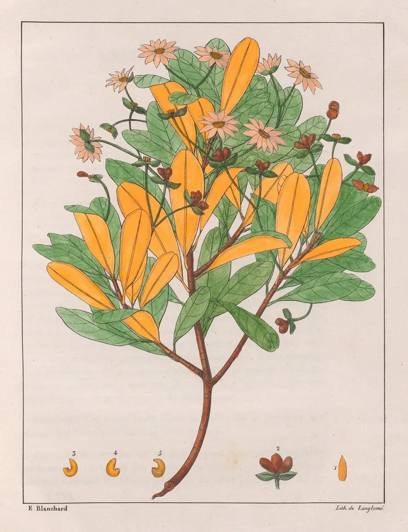 Drymys Granatensis V Montana Wall Art by Auguste de Saint-Hilaire - High-Resolution Digital Print