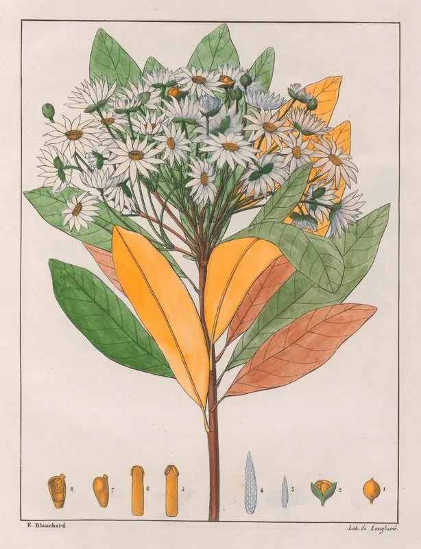 Drymys Granatensis V Sylvatica Wall Art by Auguste de Saint-Hilaire - High-Resolution Digital Print