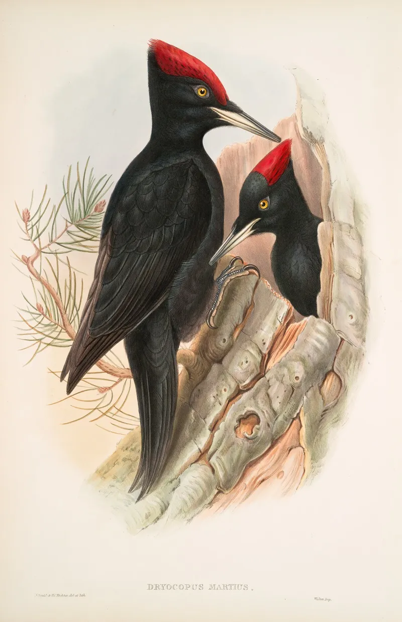 Dryocopus Martius Great Black Woodpecker Wall Art by John Gould - High-Resolution Digital Print