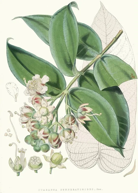 Duabanga Sonneratioides Ham Wall Art by Walter Hood Fitch - High-Resolution Digital Print