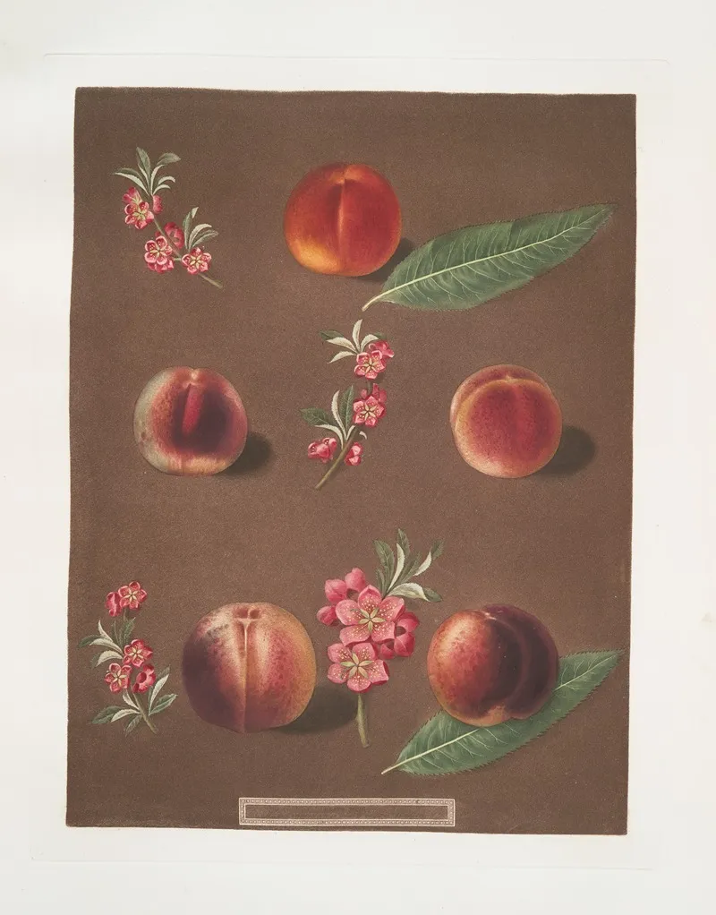 Duc De Tillees Or Dutilees Old Brugnon Brugnon Murry Nectarine And The Newington Nectarine Wall Art by George Brookshaw - High-Resolution Digital Print