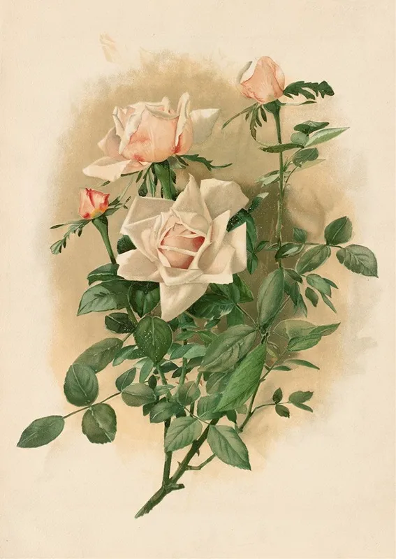 Duchesse De Vallombrosa Roses Wall Art by Thaddeus Welch - High-Resolution Digital Print