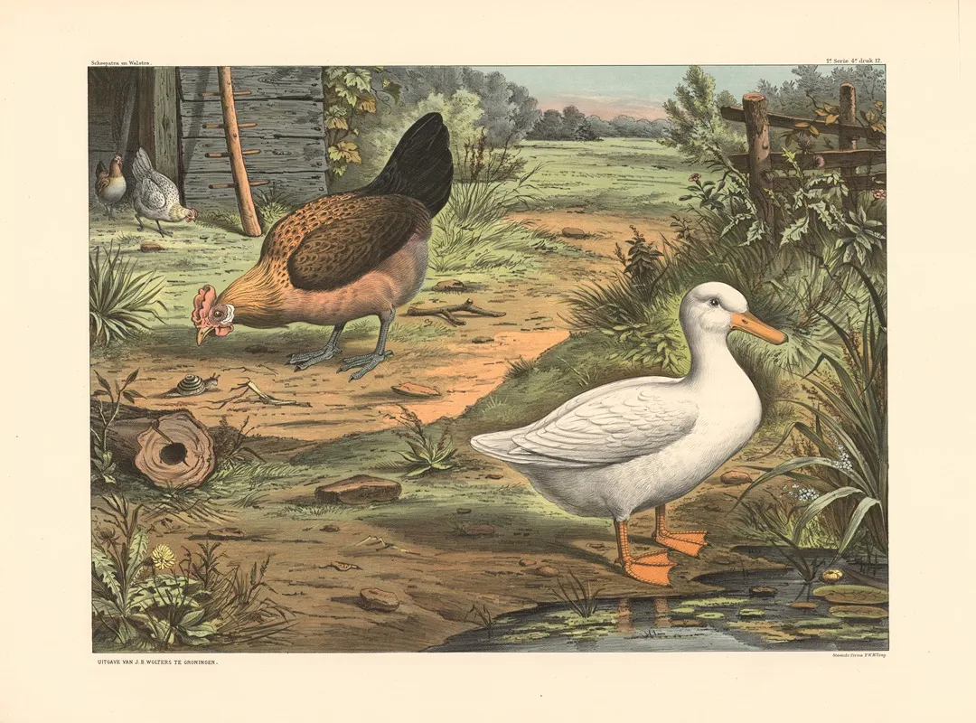 Duck And Hen