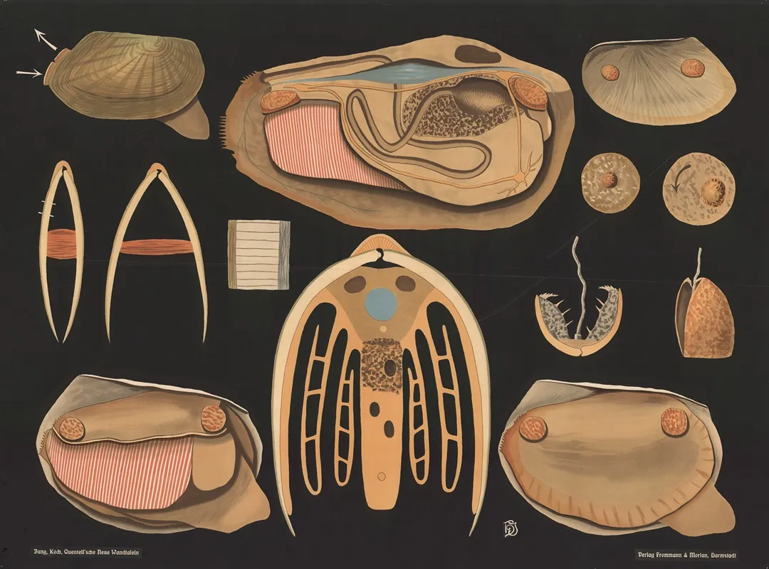 Duck Mussel Anodonta Anatina Wall Art by Gottlieb von Koch - High-Resolution Digital Print
