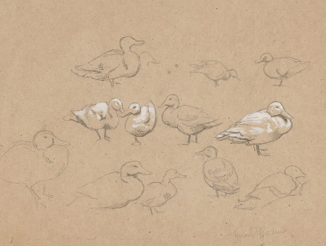 Ducks 11