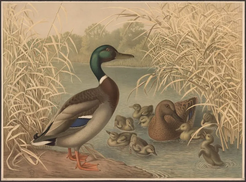 Ducks 13 Wall Art by Emil Schmidt - High-Resolution Digital Print