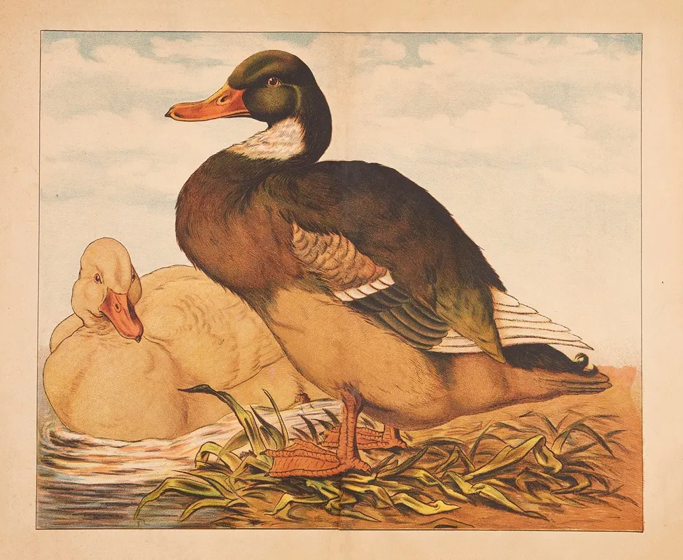 Ducks 15 Wall Art by V. Oehmigke &amp; Riemschneider - High-Resolution Digital Print