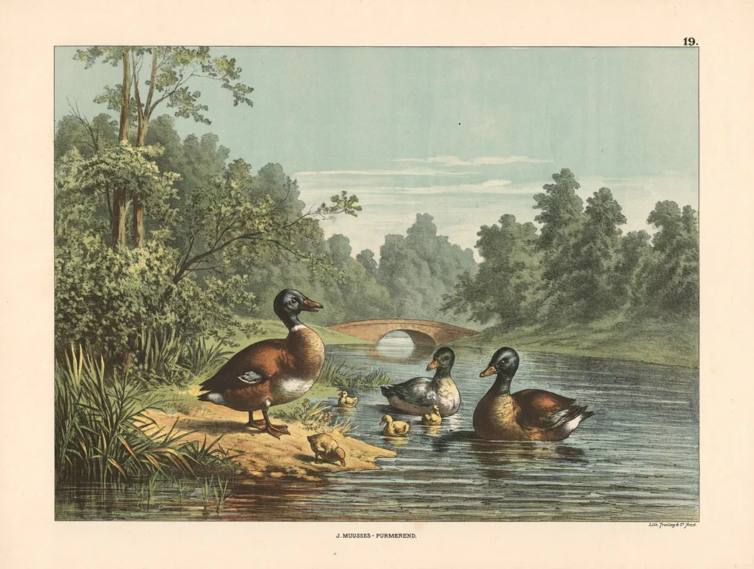 Ducks And Ducklings 2