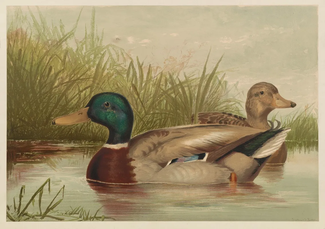 Ducks On Pond Wall Art by Alexander Pope Jr. - High-Resolution Digital Print