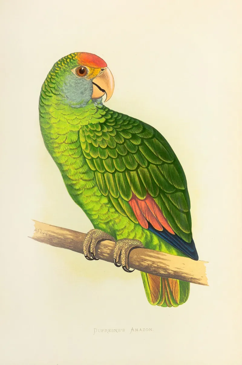 Dufresnes Amazon Wall Art by Alexander Francis Lydon - High-Resolution Digital Print