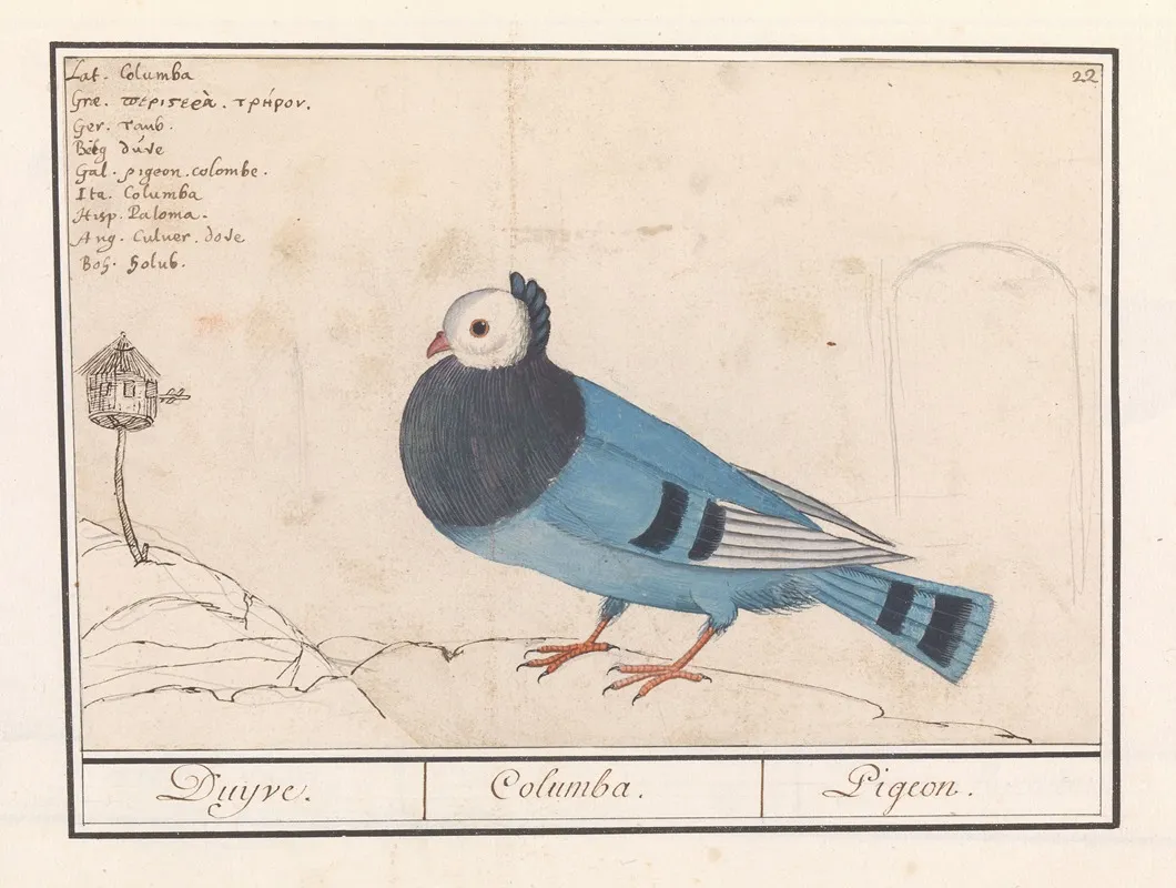 Duif Columbidae Wall Art by Anselmus Boëtius de Boodt - High-Resolution Digital Print