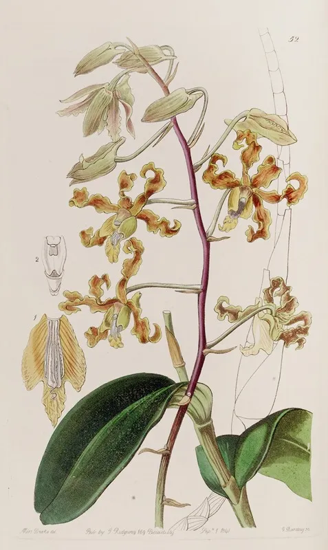 Dull Coloured Dendrobium Wall Art by Sydenham Edwards - High-Resolution Digital Print