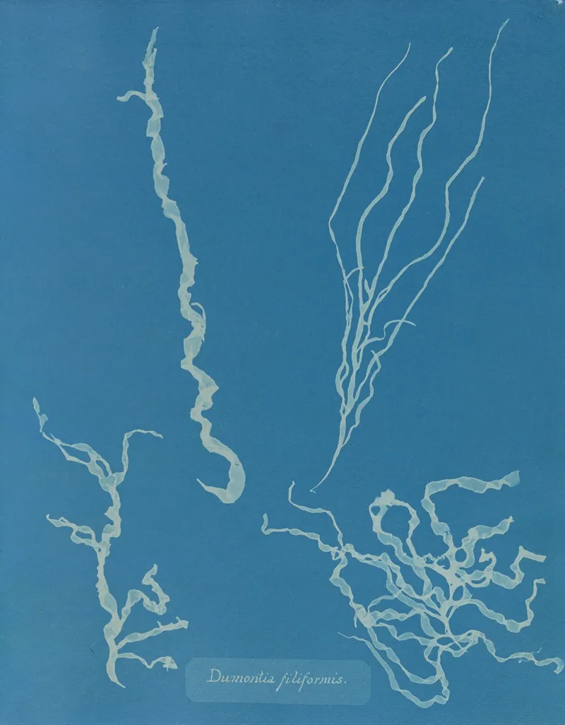 Dumontia Filiformis Wall Art by Anna Atkins - High-Resolution Digital Print