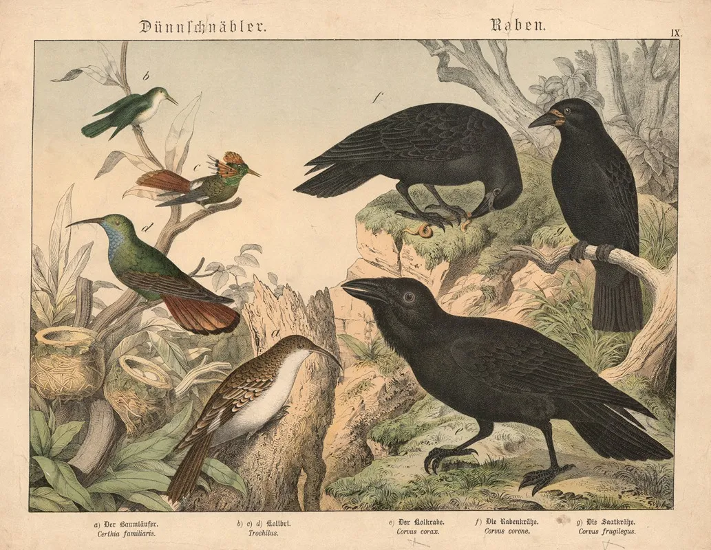 Dunnschnabler Raben Wall Art by Gotthilf Heinrich von Schubert - High-Resolution Digital Print