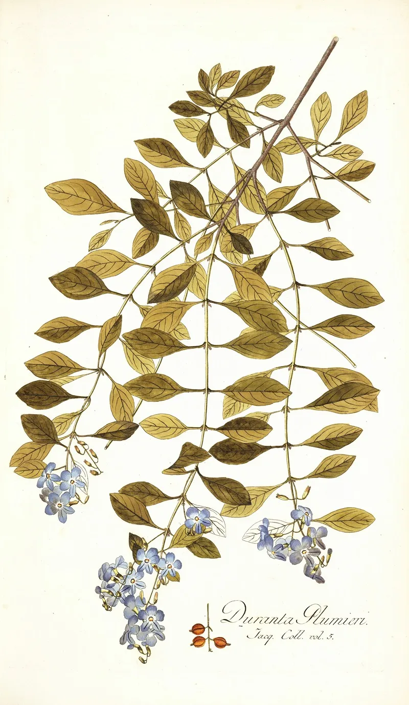 Duranta Plumieri Wall Art by Nikolaus Joseph Freiherr von Jacquin - High-Resolution Digital Print