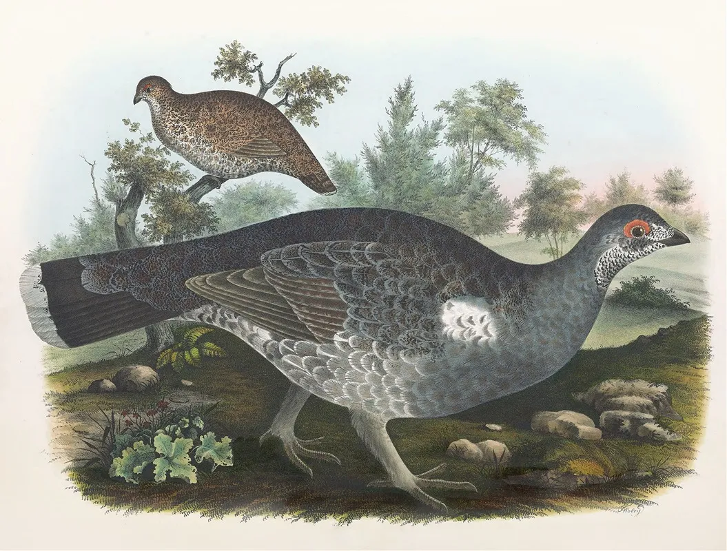 Dusky Grouse Wall Art by Daniel Giraud Elliot - High-Resolution Digital Print