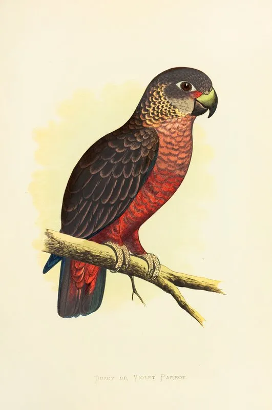Dusky Or Violet Parrot Wall Art by Alexander Francis Lydon - High-Resolution Digital Print