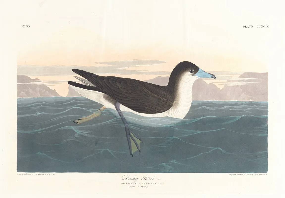 Dusky Petrel Wall Art by John James Audubon - High-Resolution Digital Print