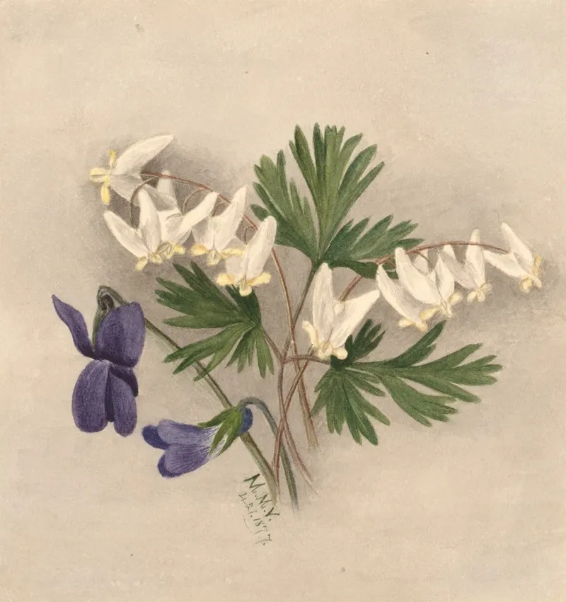 Dutchmans Breeches Bikukulla Cucullaria 2