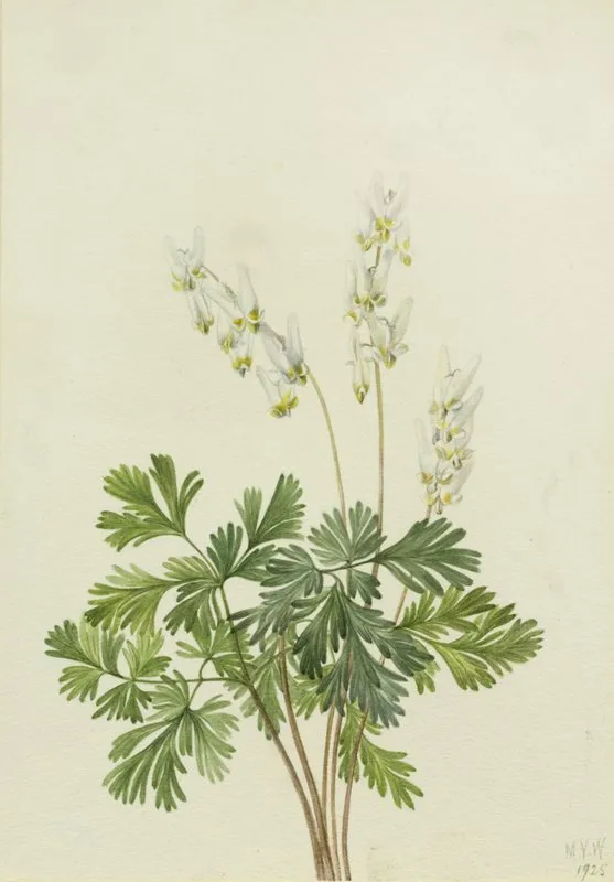 Dutchmans Breetches Bikukulla Cucullaria
