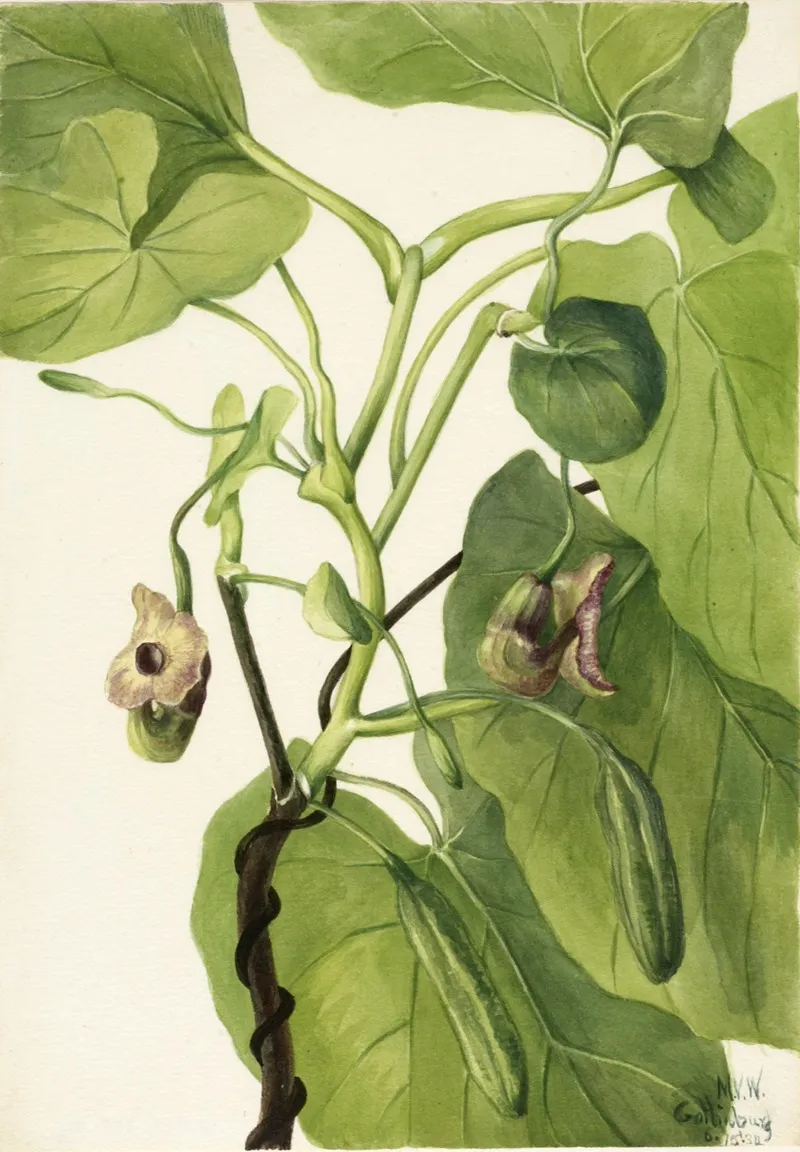 Dutchmans Pipe