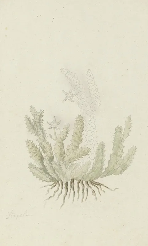 Duvalia Caespitosa Masson Haw Milkweed Wall Art by Robert Jacob Gordon - High-Resolution Digital Print