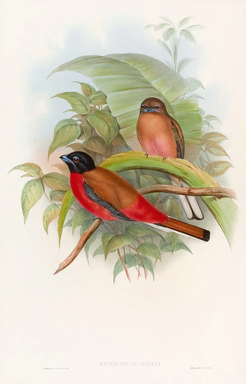Duvaucels Trogon Wall Art by John Gould - High-Resolution Digital Print