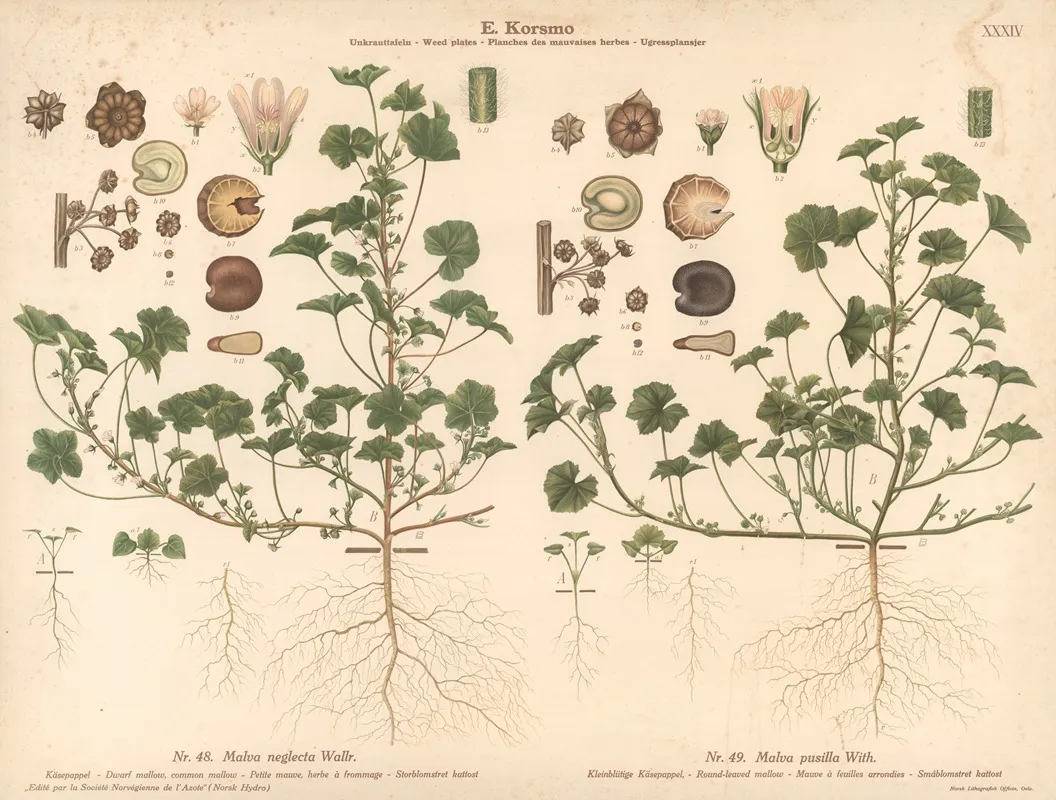 Dwarf Mallow Common Mallow Round Leaved Mallow Wall Art by Knut Quelprud - High-Resolution Digital Print
