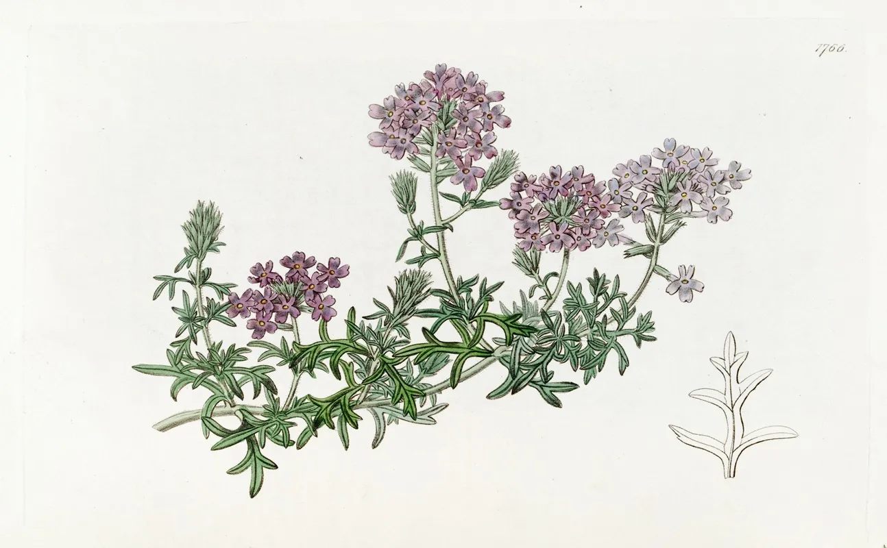 Dwarf Purple Vervain Wall Art by Sydenham Edwards - High-Resolution Digital Print