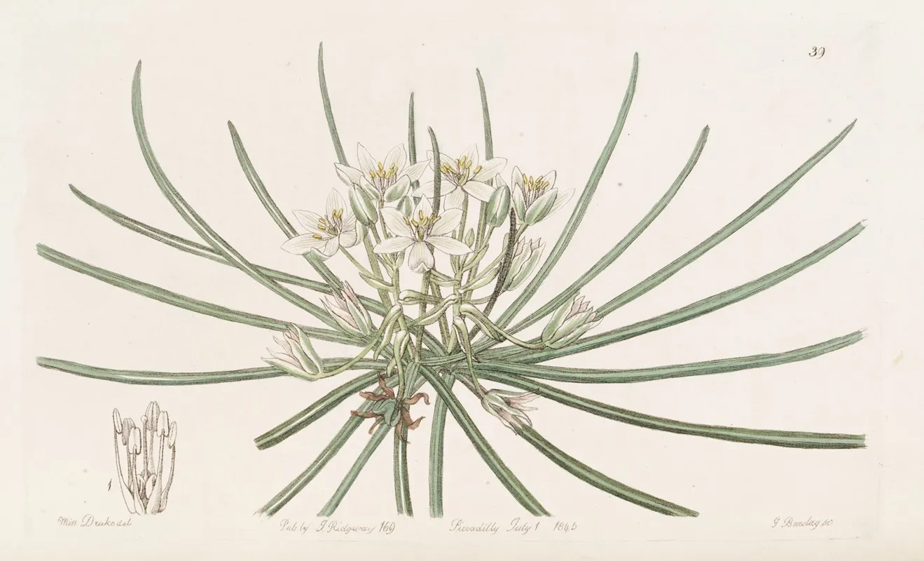 Dwarf Star Of Bethlehem Wall Art by Sydenham Edwards - High-Resolution Digital Print