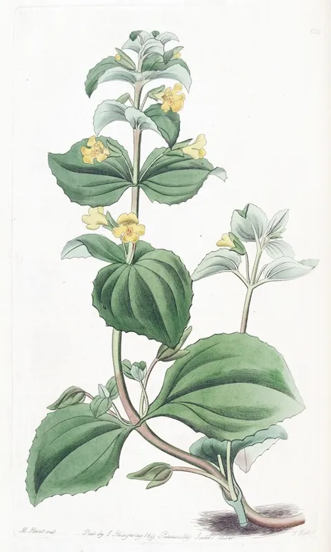 Dwarf Yellow Monkey Flower Wall Art by Sydenham Edwards - High-Resolution Digital Print