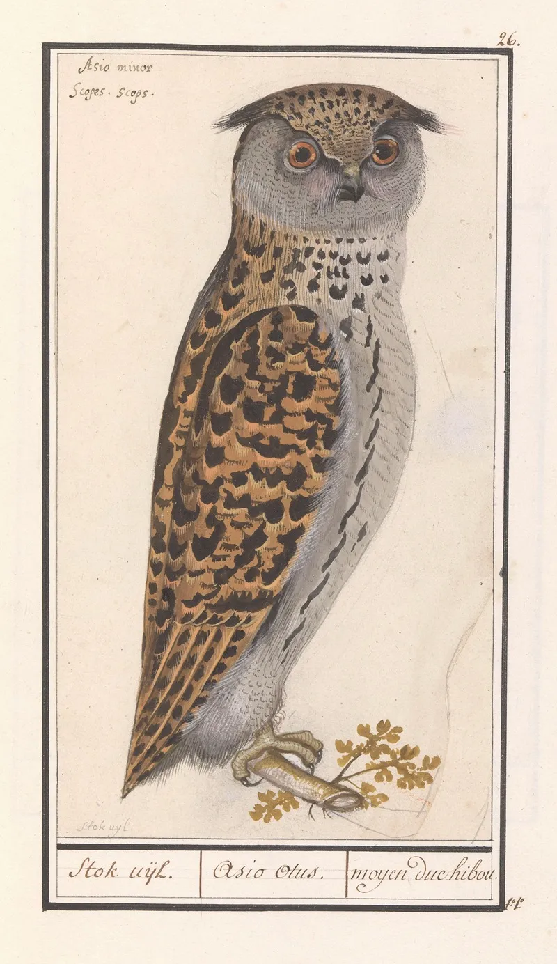 Dwergooruil Otus Scops Stok Uijl Asio Otus Moyen Duc Hibou Wall Art by Anselmus Boëtius de Boodt - High-Resolution Digital Print