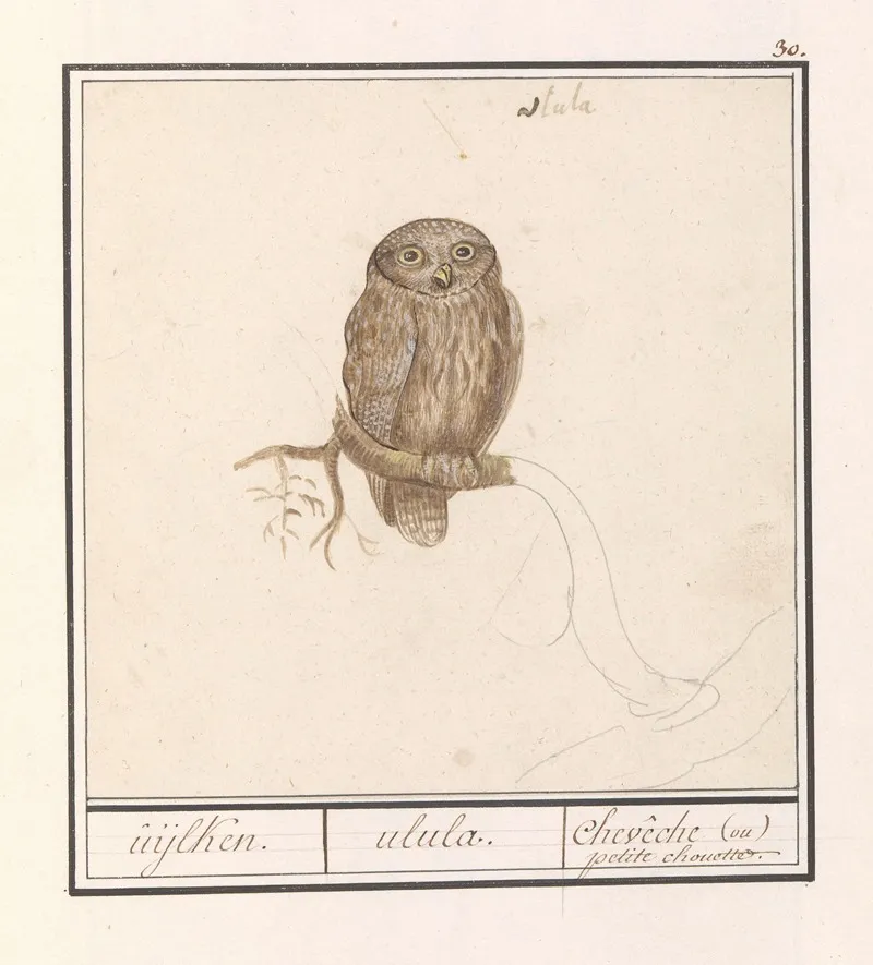 Dwerguil Glaucidium Passerinum Uijlken Ulula Cheveche Ou Petite Chouette 2 Wall Art by Anselmus Boëtius de Boodt - High-Resolution Digital Print