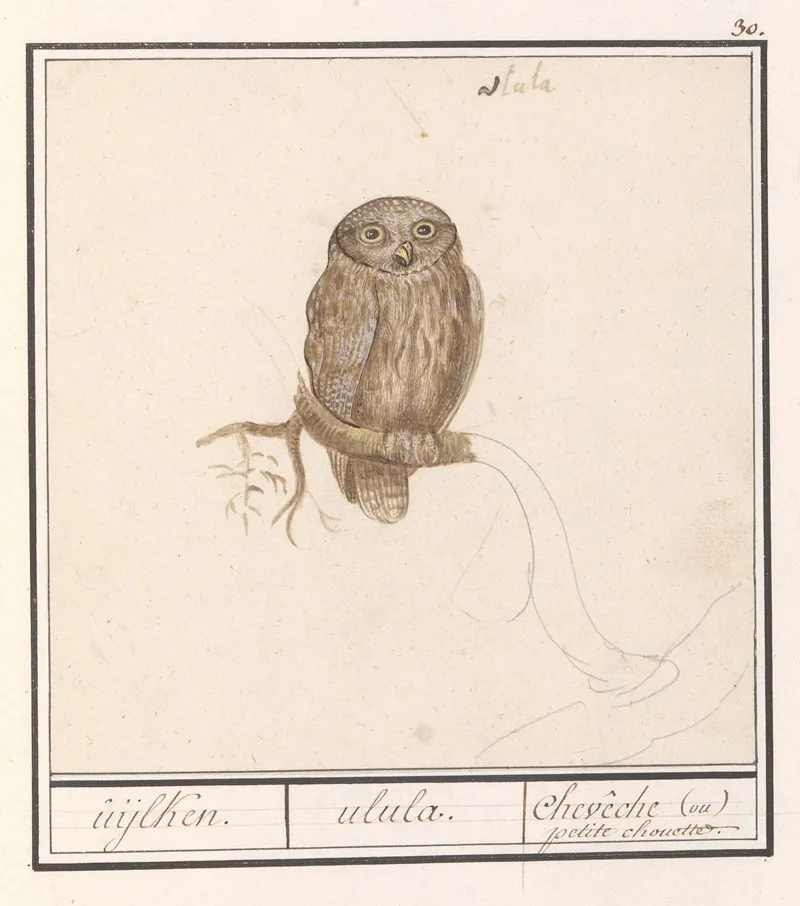 Dwerguil Glaucidium Passerinum Uijlken Ulula Cheveche Ou Petite Chouette Wall Art by Anselmus Boëtius de Boodt - High-Resolution Digital Print