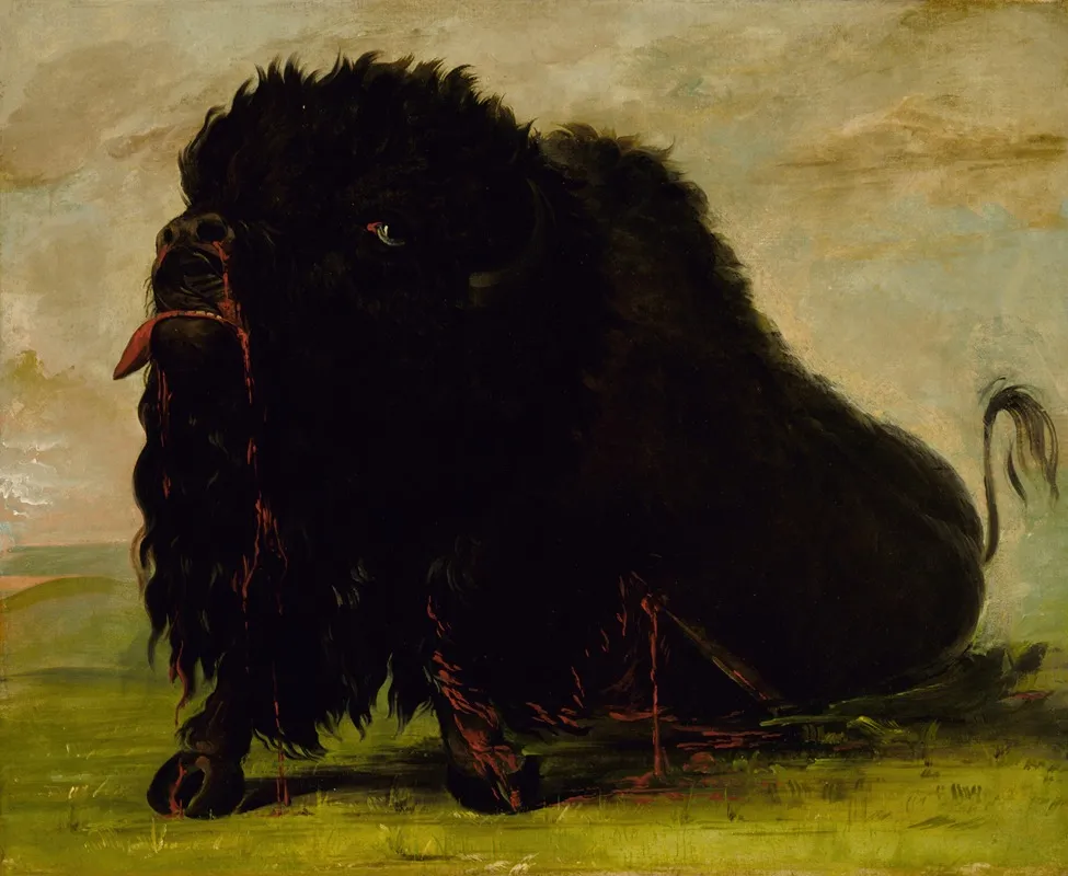 Dying Buffalo Shot With An Arrow